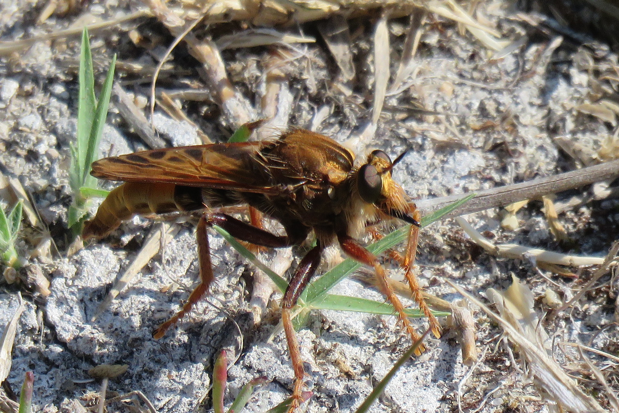 <i>Asilus crabroniformis</i> <b>|</b> male <b>|</b> wild <b>|</b> photo: © Yago Carreño