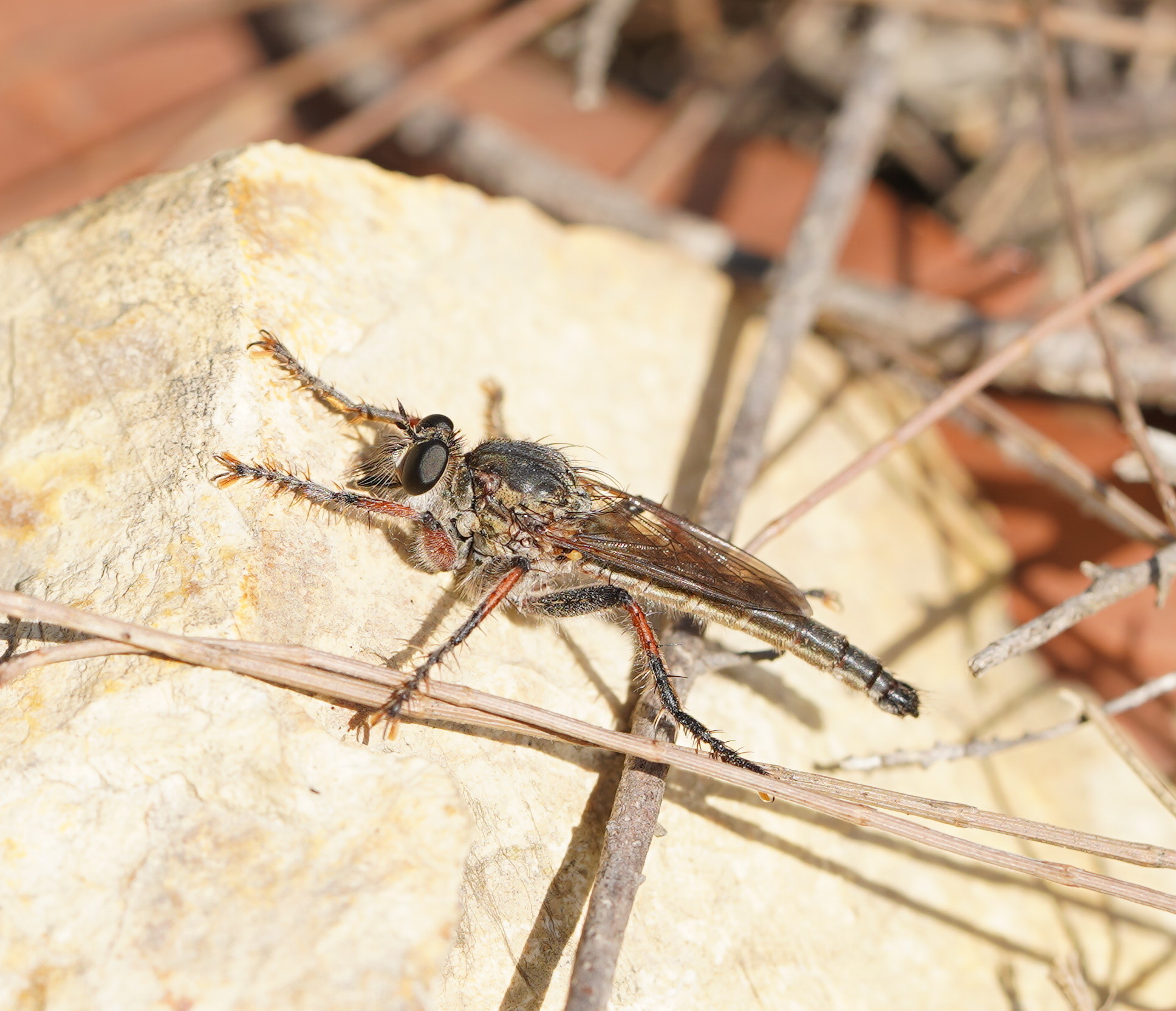 <i>Bathypogon sp.</i> <b>|</b> male <b>|</b> wild <b>|</b> photo: © Reiner Richter