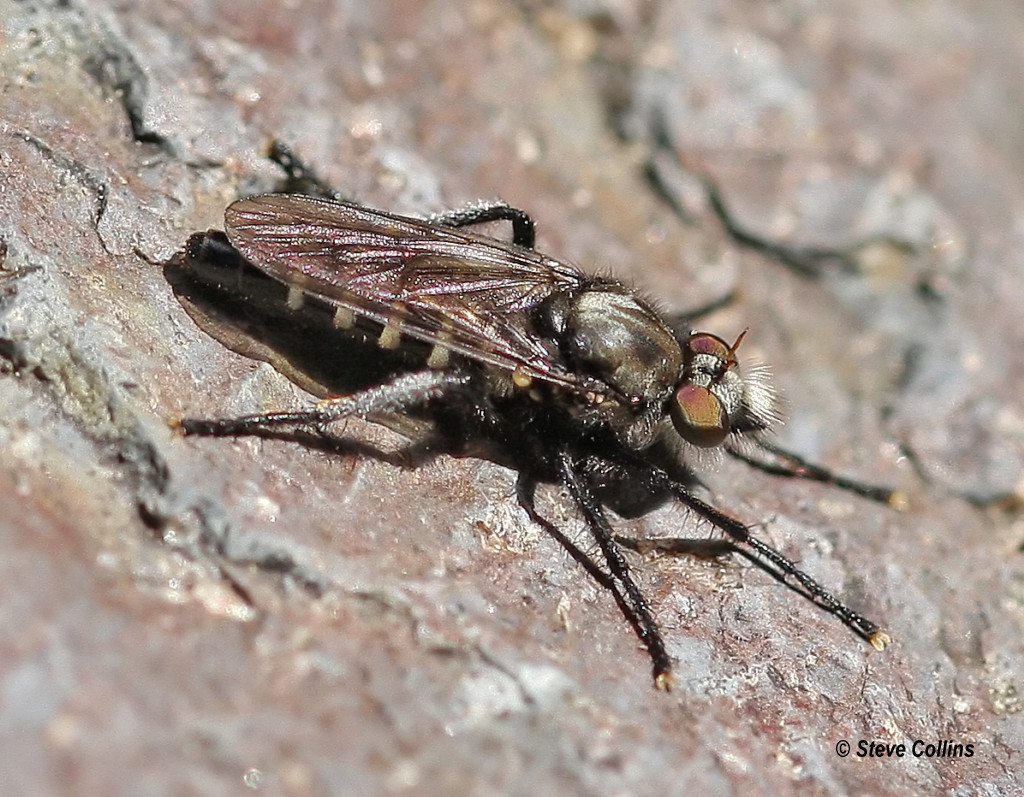 <i>Cyrtopogon sp.</i> <b>|</b> female <b>|</b> wild <b>|</b> photo: © Steve Collins