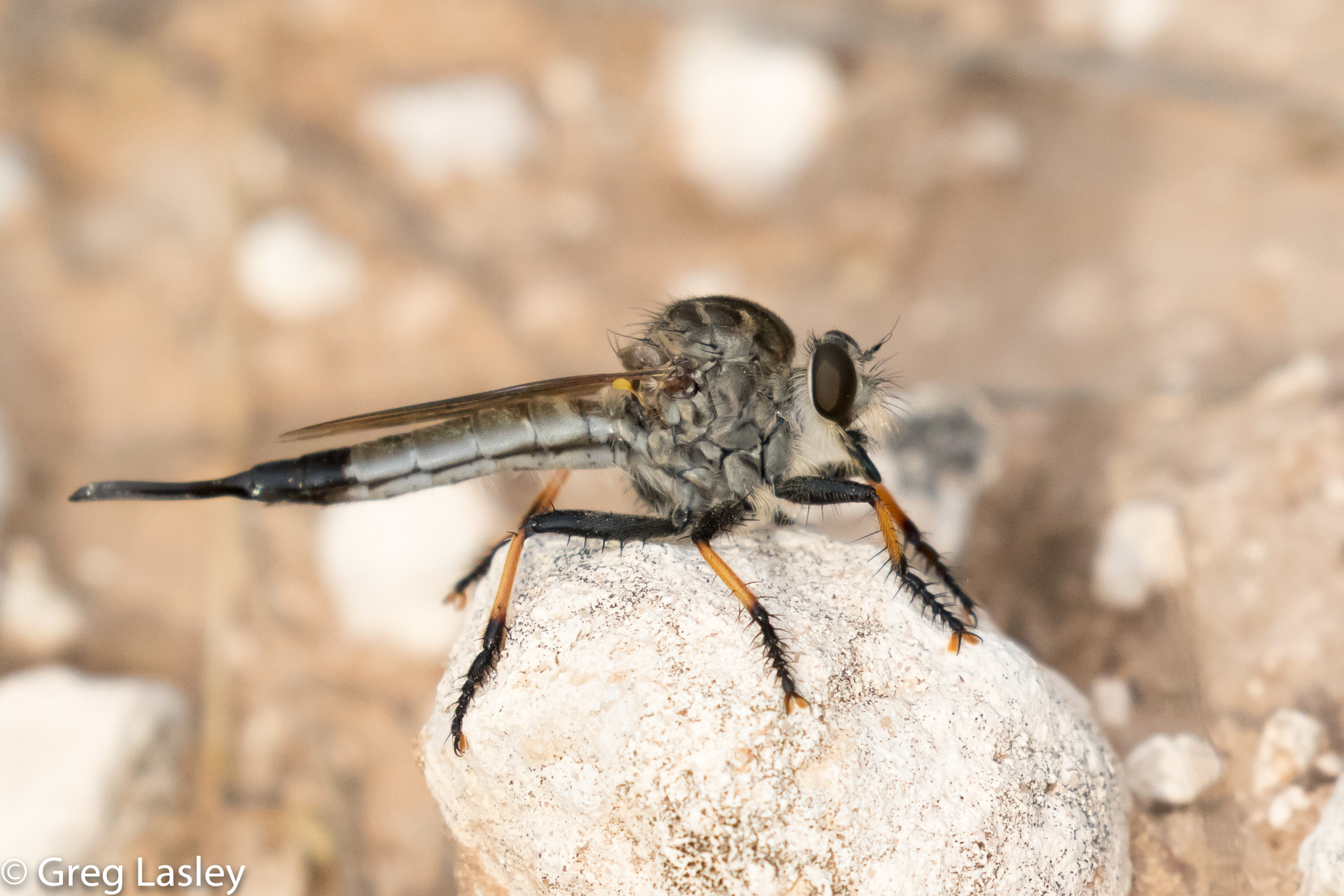 <i>Efferia sp.</i> <b>|</b> female <b>|</b> wild <b>|</b> photo: © Greg Lasley