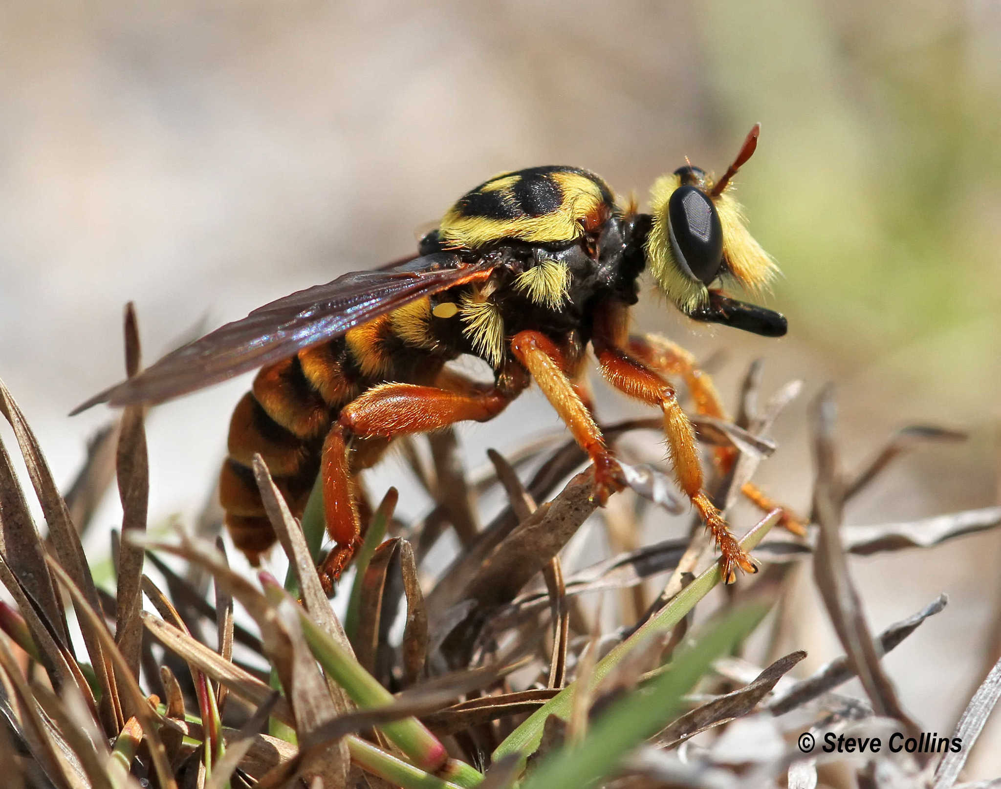 <i>Laphria saffrana</i> <b>|</b> female <b>|</b> wild <b>|</b> photo: © Steve Collins