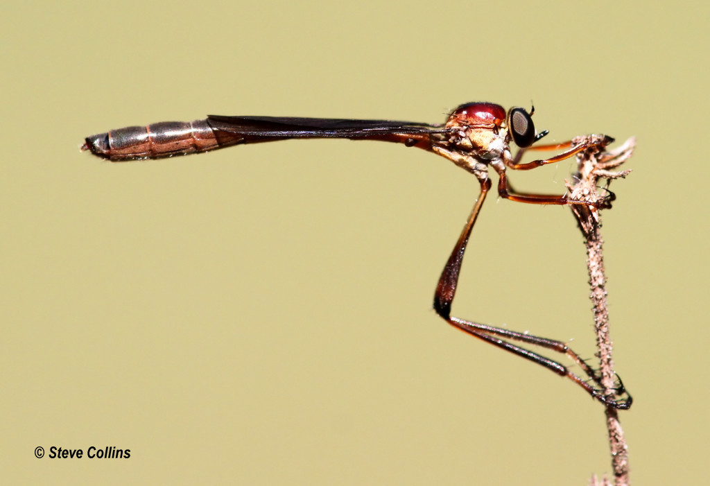 <i>Leptogaster sp.</i> <b>|</b> female <b>|</b> wild <b>|</b> photo: © Steve Collins