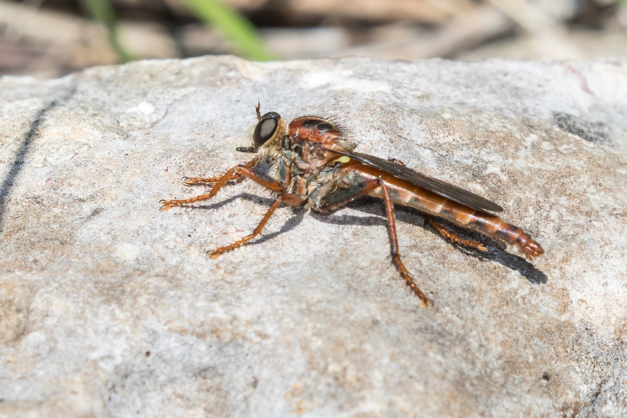 <i>Scleropogon texanus</i> <b>|</b> male <b>|</b> wild <b>|</b> photo: © Greg Lasley