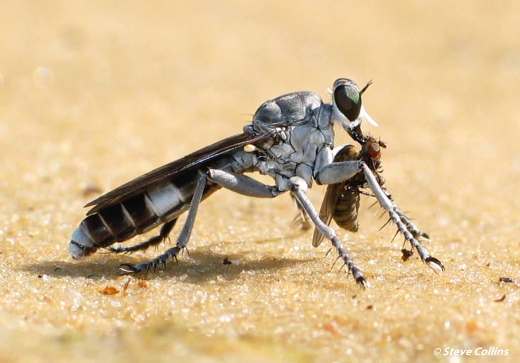 <i>Stichopogon trifasciatus</i> <b>|</b> male <b>|</b> wild <b>|</b> photo: © Steve Collins